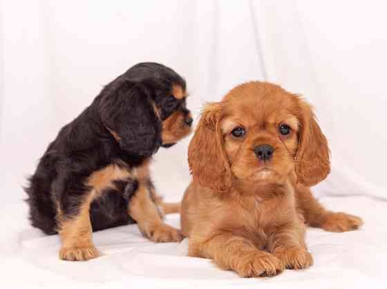 ЩЕНКИ КАВАЛЕР КИНГ ЧАРЛЬЗ СПАНИЕЛЬ Тамбов