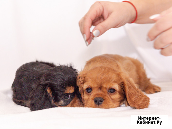 ЩЕНКИ КАВАЛЕР КИНГ ЧАРЛЬЗ СПАНИЕЛЬ Тамбов - изображение 1