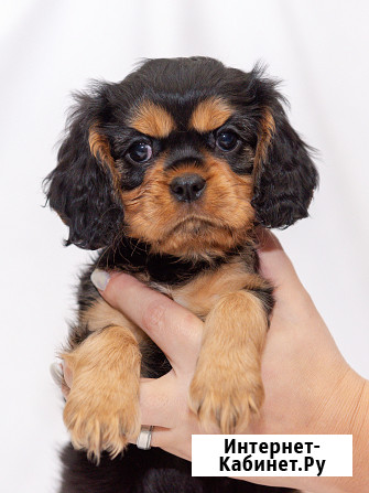 ЩЕНКИ КАВАЛЕР КИНГ ЧАРЛЬЗ СПАНИЕЛЬ Тамбов - изображение 2