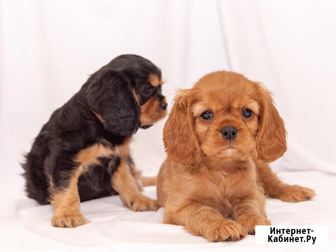 ЩЕНКИ КАВАЛЕР КИНГ ЧАРЛЬЗ СПАНИЕЛЬ Тамбов - изображение 3