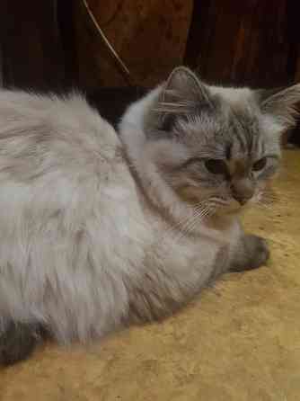 Молоденький котик-невачок готов к вязкам Санкт-Петербург