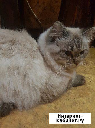 Молоденький котик-невачок готов к вязкам Санкт-Петербург - изображение 1