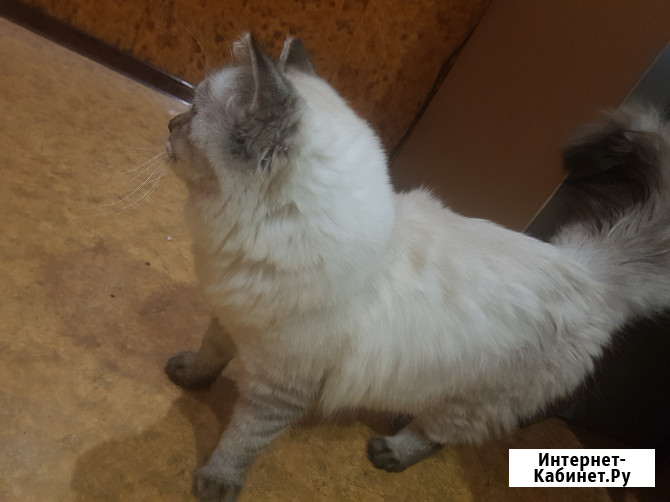 Молоденький котик-невачок готов к вязкам Санкт-Петербург - изображение 2