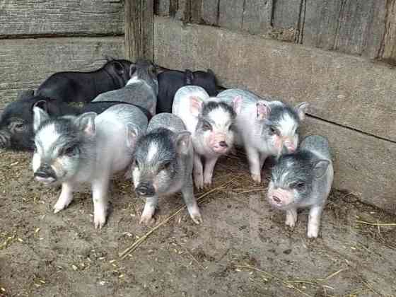 Поросята вьетнамские Воротынец