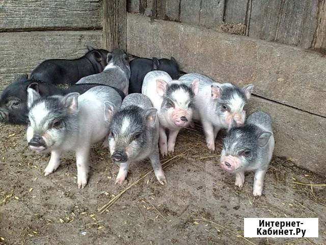 Поросята вьетнамские Воротынец - изображение 1