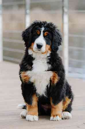 Питомник бернских зенненхундов  Коломна