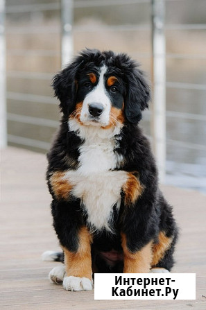 Питомник бернских зенненхундов  Коломна - изображение 1