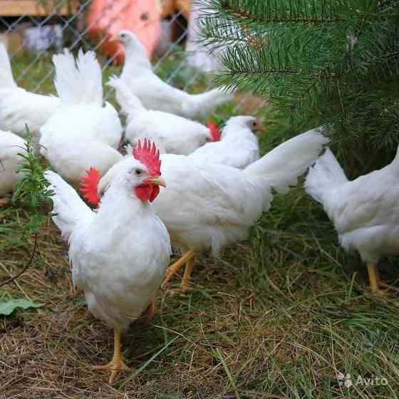 Куры молодки разных пород Орёл