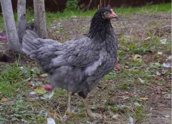 Куры молодки разных пород Орёл