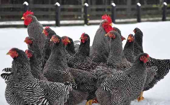 Куры молодки разных пород Орёл