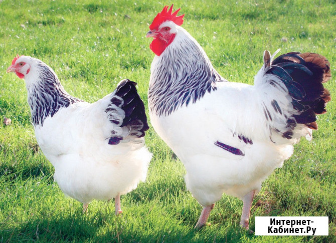 Куры молодки разных пород Орёл - изображение 2