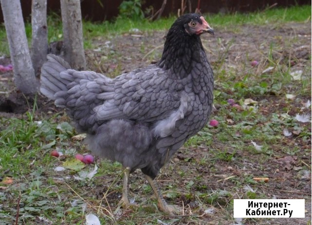 Куры молодки разных пород Орёл - изображение 3