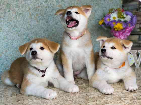 Щенки Акита ину Тамбов