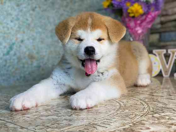 Щенки Акита ину Тамбов