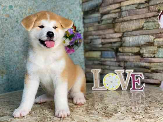 Щенки Акита ину Тамбов