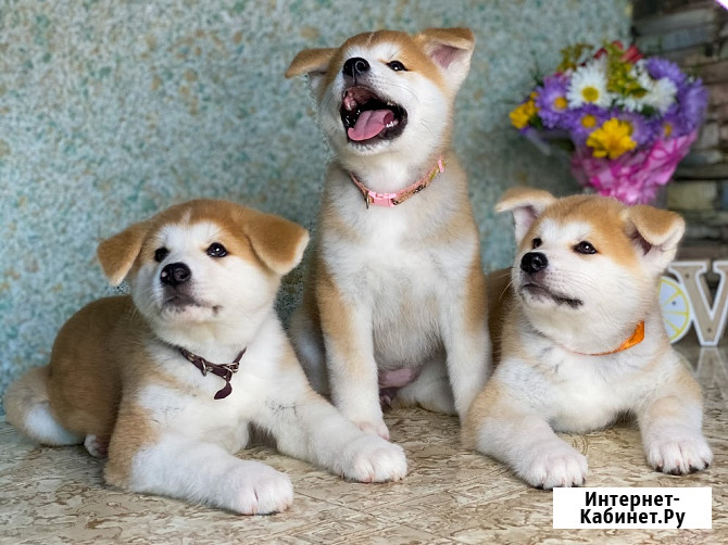 Щенки Акита ину Тамбов - изображение 1