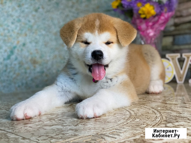 Щенки Акита ину Тамбов - изображение 2