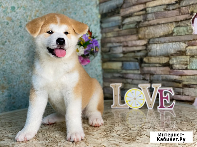 Щенки Акита ину Тамбов - изображение 3