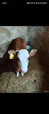 Телка месячная Аткарск