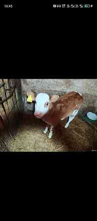 Телка месячная Аткарск