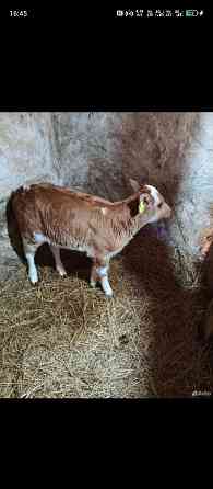 Телка месячная Аткарск