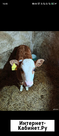 Телка месячная Аткарск - изображение 3