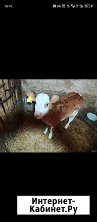 Телка месячная Аткарск - изображение 2