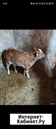 Телка месячная Аткарск - изображение 1