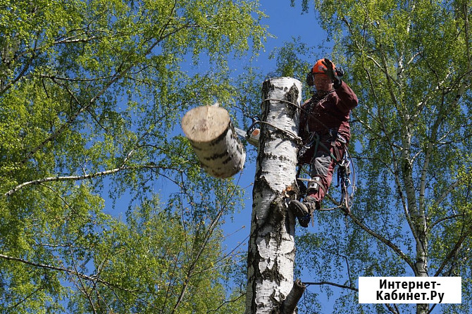 Спил и обрезка деревьев Новосибирск - изображение 1