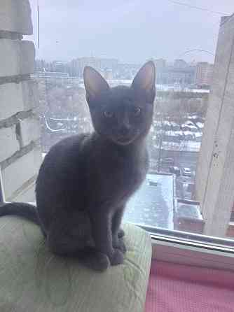 Кошечка 2 месяца Чебоксары