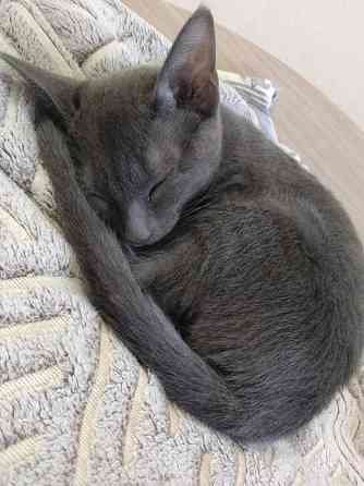 Кошечка 2 месяца Чебоксары