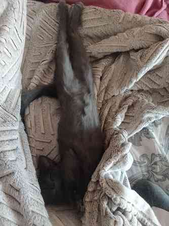 Кошечка 2 месяца Чебоксары