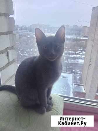 Кошечка 2 месяца Чебоксары - изображение 3