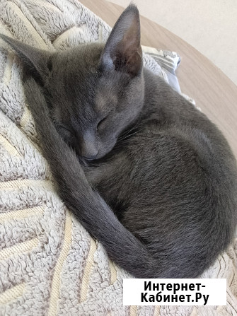 Кошечка 2 месяца Чебоксары - изображение 1