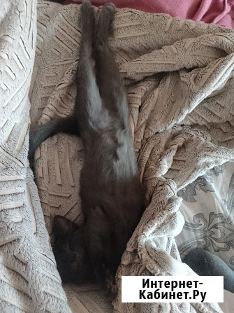 Кошечка 2 месяца Чебоксары - изображение 2