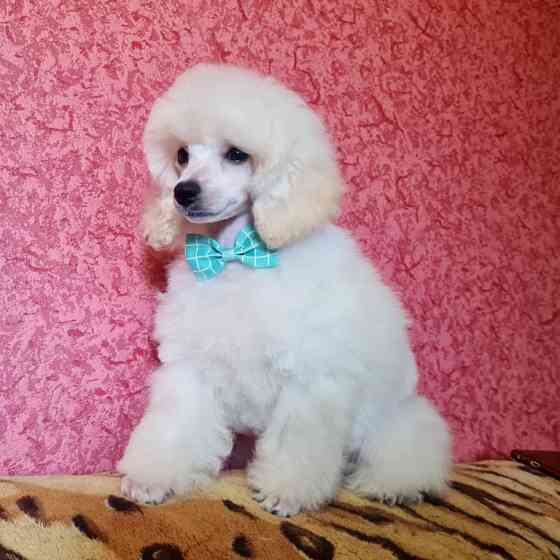 Щенки миниатюрного пуделя белые мальчики РКФ Москва