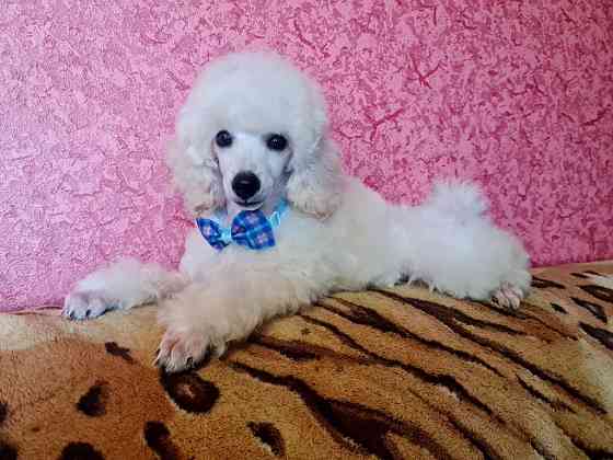 Щенки миниатюрного пуделя белые мальчики РКФ Москва