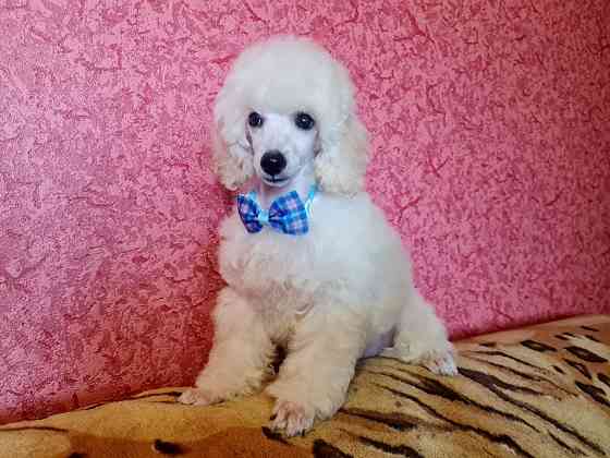 Щенки миниатюрного пуделя белые мальчики РКФ Москва