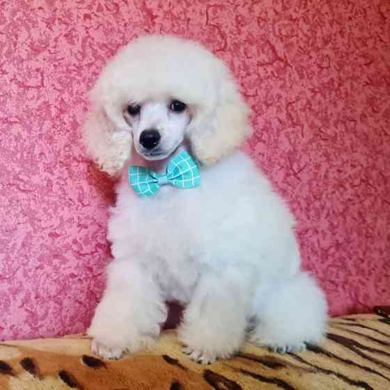 Щенки миниатюрного пуделя белые мальчики РКФ Москва