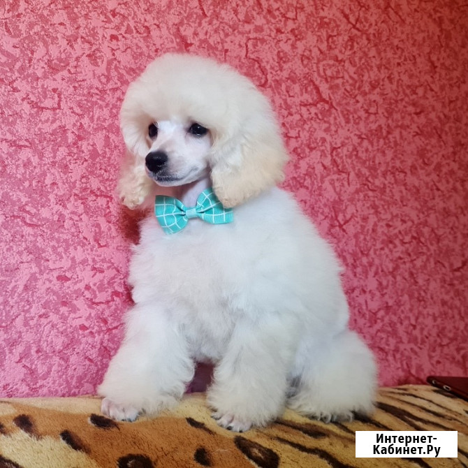 Щенки миниатюрного пуделя белые мальчики РКФ Москва - изображение 1