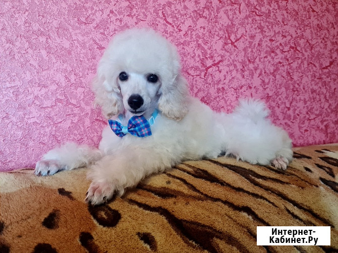 Щенки миниатюрного пуделя белые мальчики РКФ Москва - изображение 3