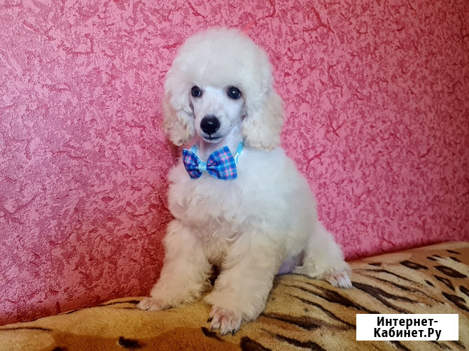 Щенки миниатюрного пуделя белые мальчики РКФ Москва - изображение 2