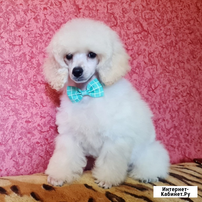 Щенки миниатюрного пуделя белые мальчики РКФ Москва - изображение 4