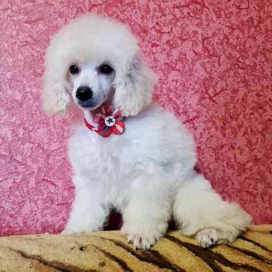 Щенок той пуделя белая девочка Москва