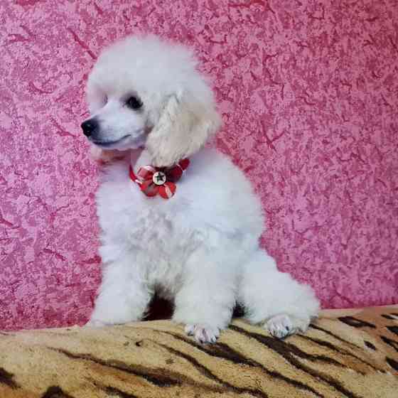 Щенок той пуделя белая девочка Москва