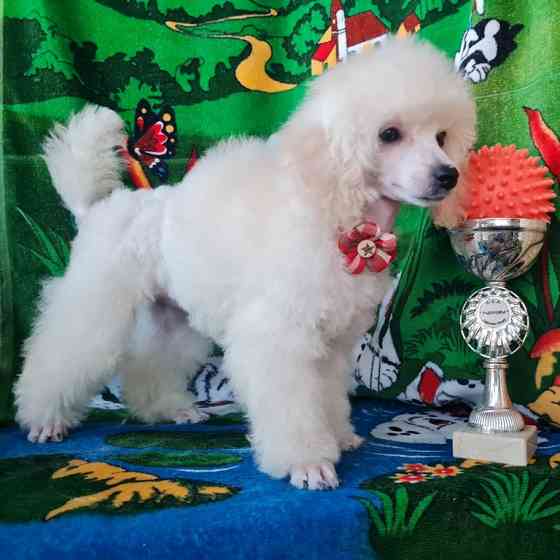 Щенок той пуделя белая девочка Москва