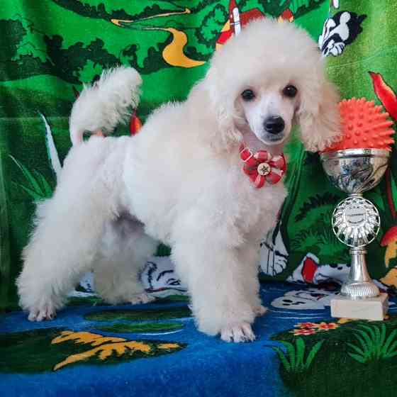 Щенок той пуделя белая девочка Москва