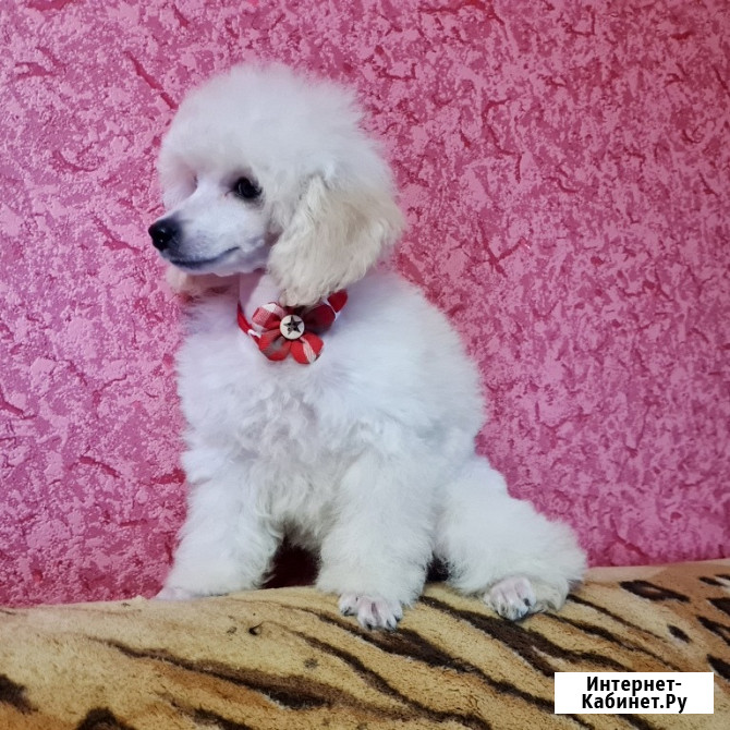 Щенок той пуделя белая девочка Москва - изображение 1