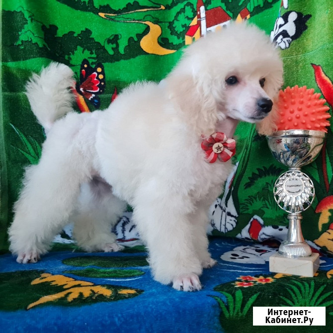 Щенок той пуделя белая девочка Москва - изображение 4