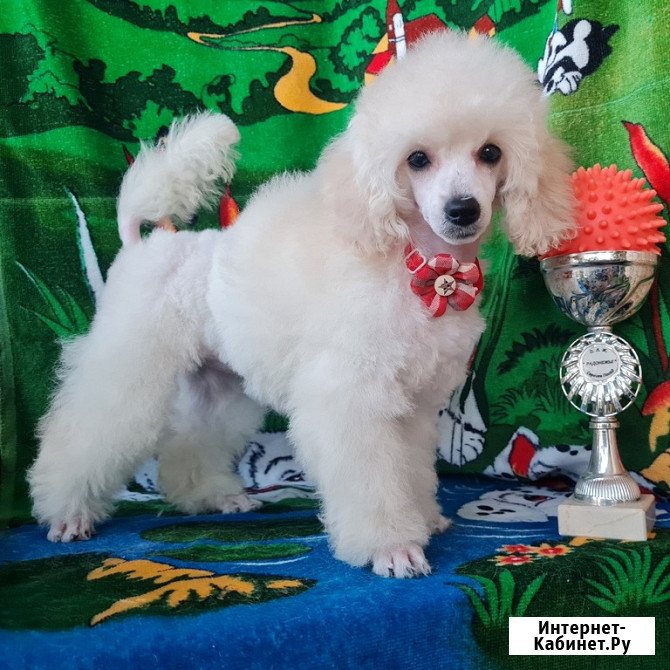 Щенок той пуделя белая девочка Москва - изображение 3